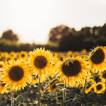 Sunflower oil, what are good alternatives?