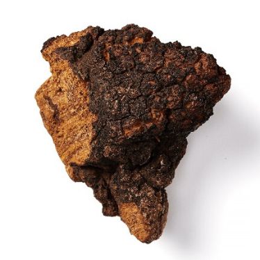 What is chaga and why is it interesting?