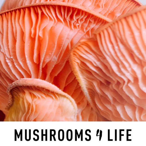 Mushrooms 4 Life: Pilze sind so effektiv