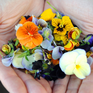 Hoe gebruik je eetbare bloemen?