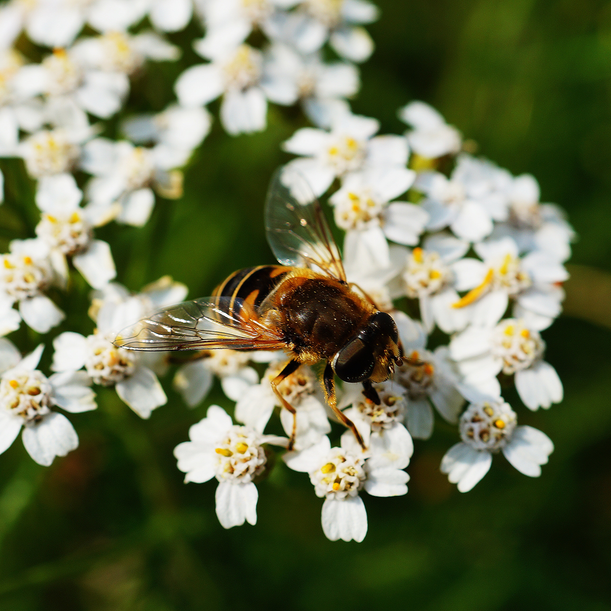 Organic Honey: A Natural Sweetener with Numerous Benefits