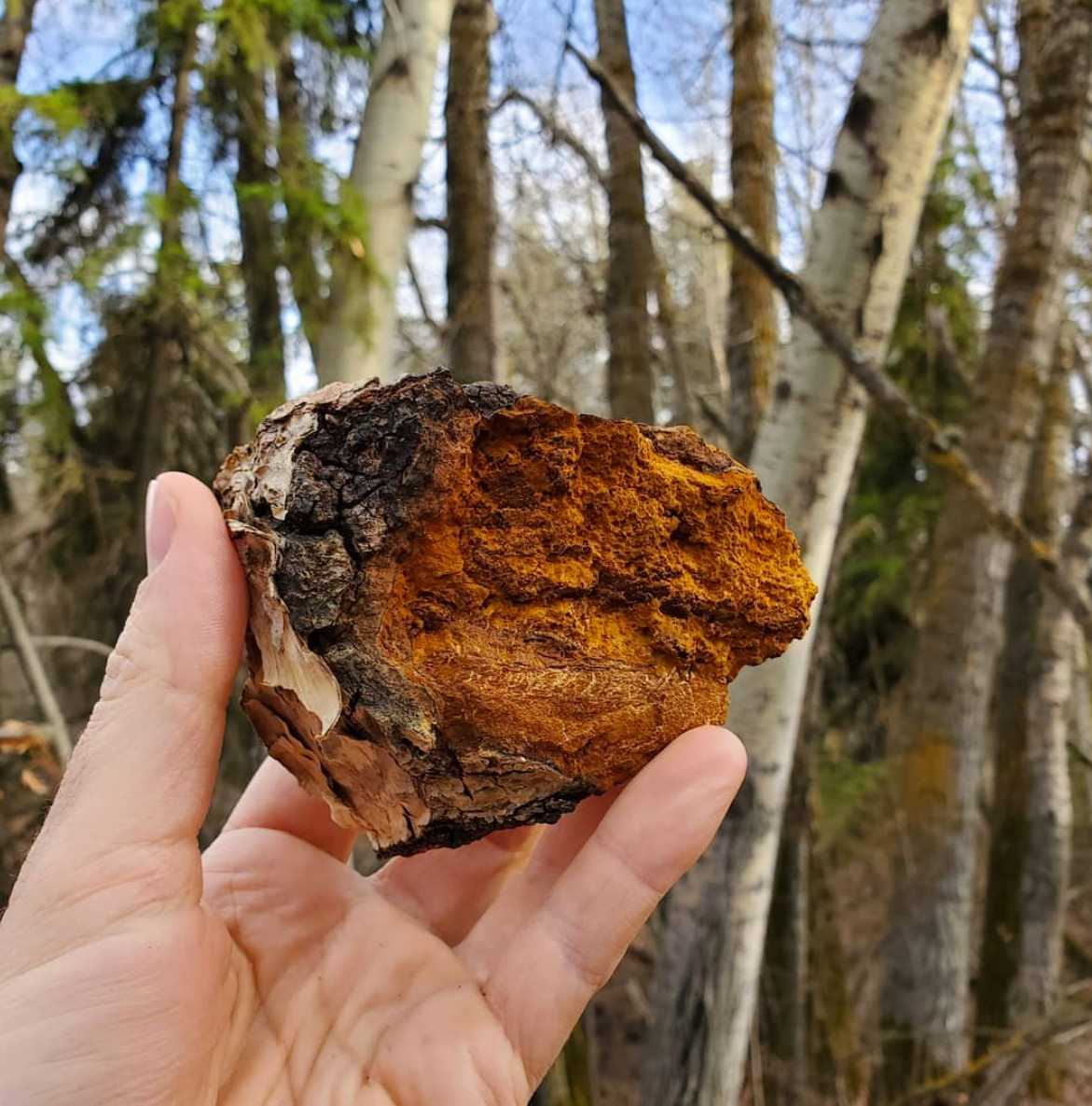 someone with chaga mushroom in their hand in a birch forest