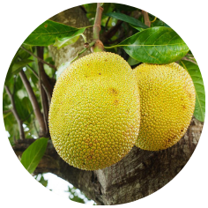 two jackfruit in the tree 