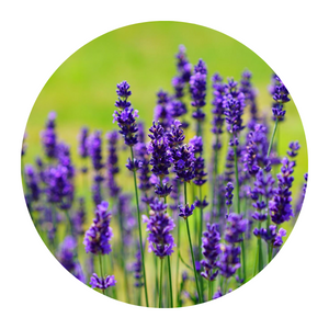 Lavendel