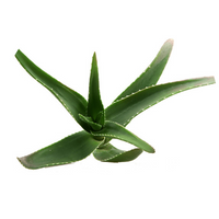 Aloe-Vera-Pflanze