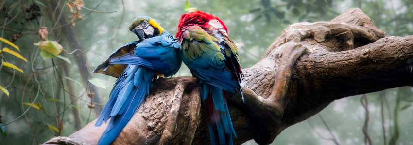 deux perroquets dans la forêt tropicale