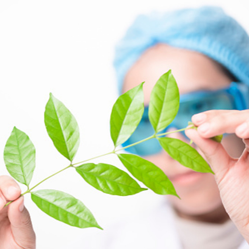 lab technician holding a twig of leaves