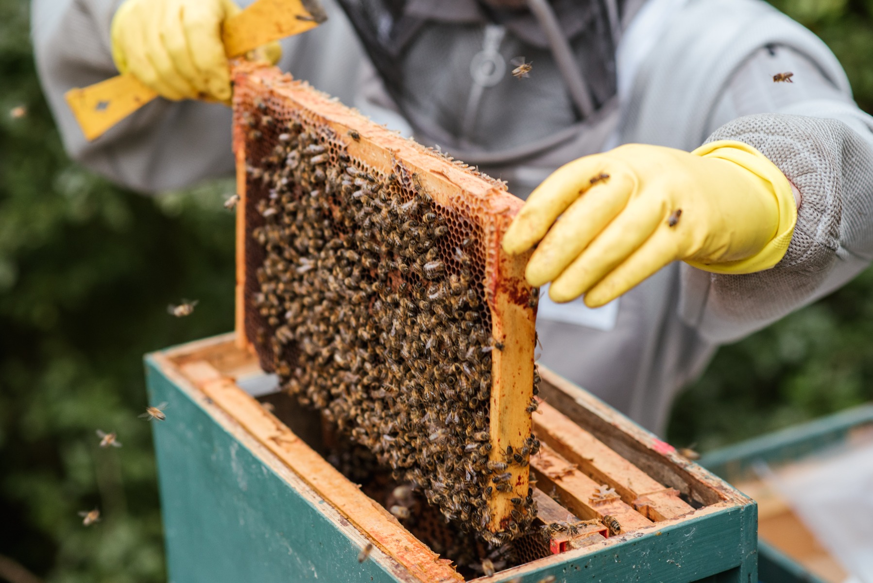 Imker entnimmt Honig aus einem Bienenstock - Bio-Honig online kaufen bei Amanvida