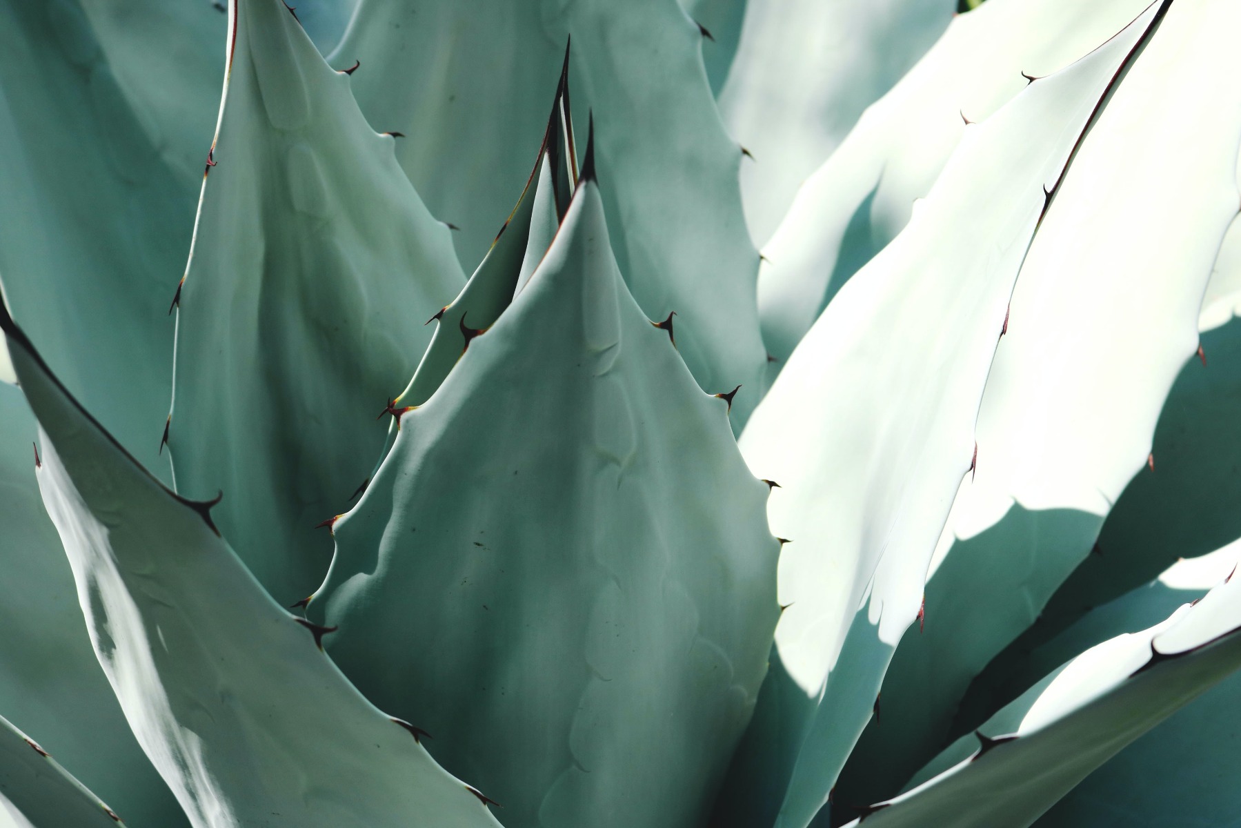 The agave plant, from which organic agave syrup is produced