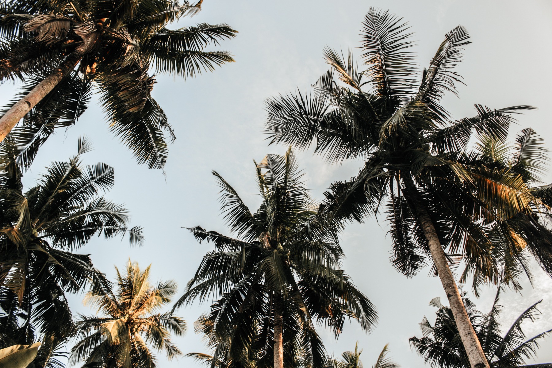 Organic coconut blossom sugar is made from the sap of coconuts